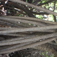 Pandanus odorifer (Forssk.) Kuntze